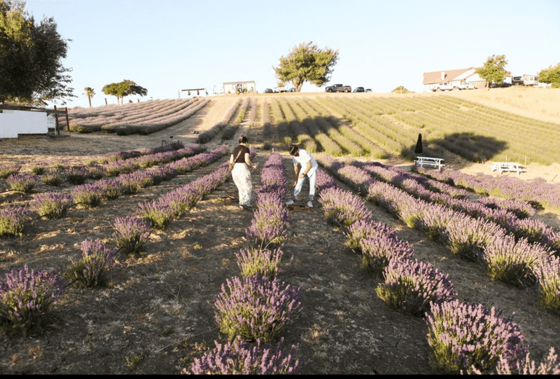 Founded In October 2019 With Just 200 Plants