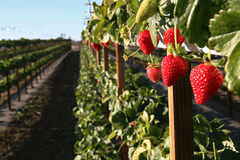Seasonal Availability Of Strawberry Picking