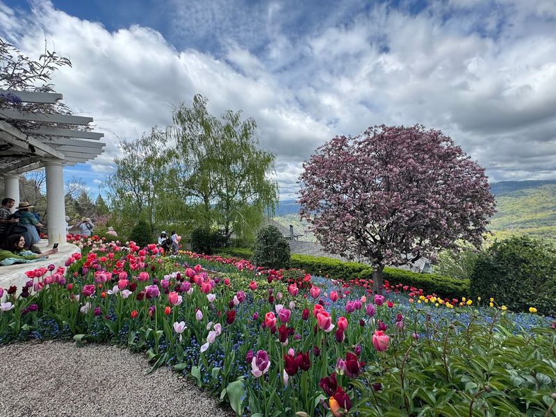 Over 20,000 Tulips In One Place