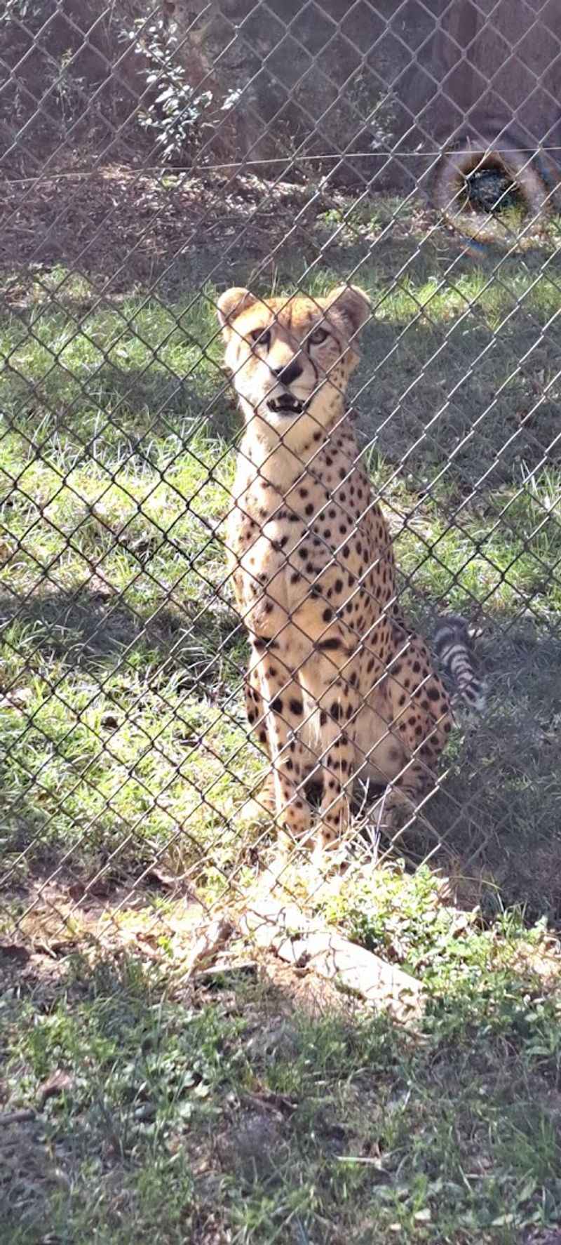 Educational Programs Including the Cubs Program