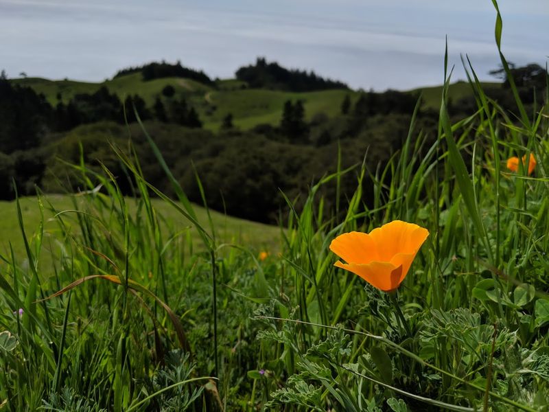 Mount Tamalpais State Park, Mill Valley
