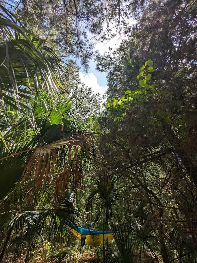 Old-Growth Oak Heritage