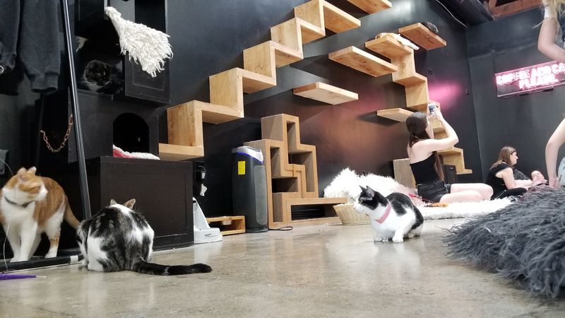 10 Cozy Cat Cafes In California Where You Can Relax With Adorable Felines - Decor Hint Crumbs & Whiskers