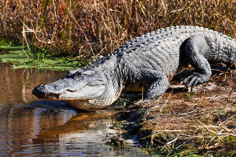 The Unique Ecosystem of the Okefenokee Swamp