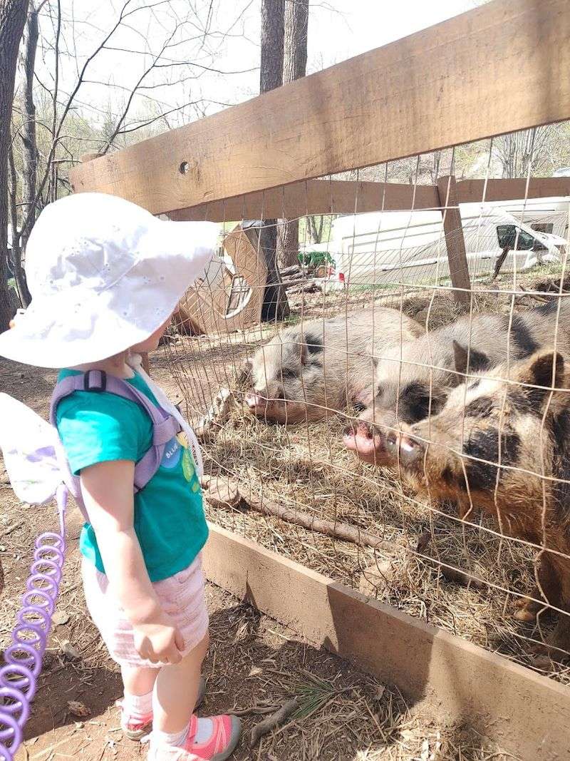 Seasonal Events Like Halloween on the Farm