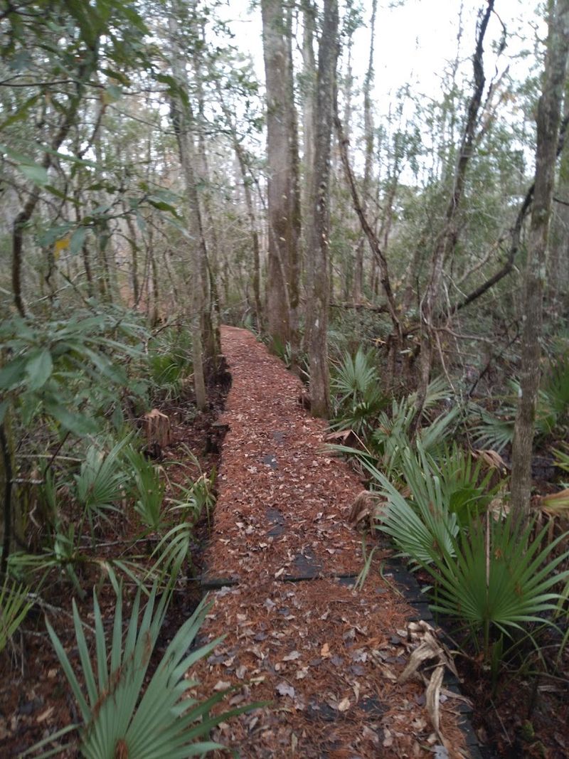 Pine Cliff Neusiok Trail, Croatan National Forest, Havelock