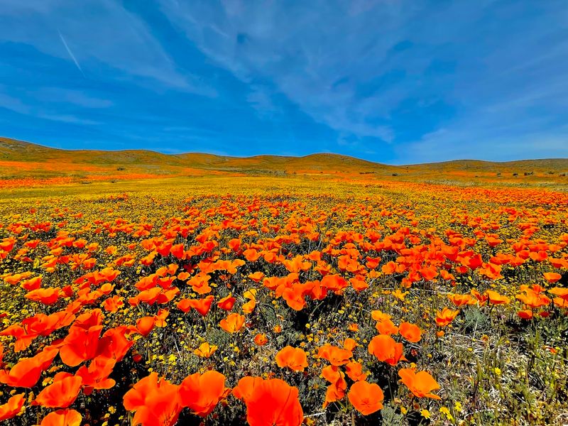 Antelope Valley California Poppy Reserve, Lancaster