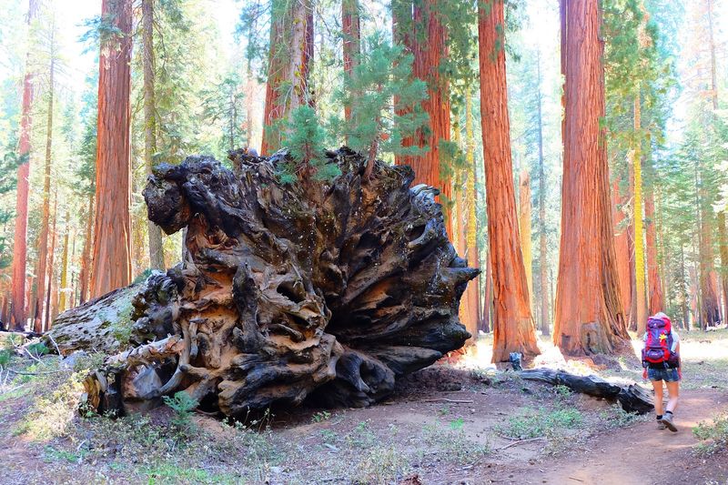 Fire Actually Helps Giant Sequoias Survive And Reproduce