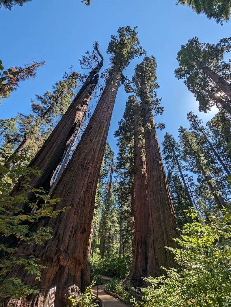 Calaveras Big Trees State Park Nearby