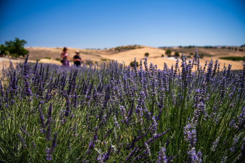 A Pollinator Habitat Grant Was Awarded In January 2025