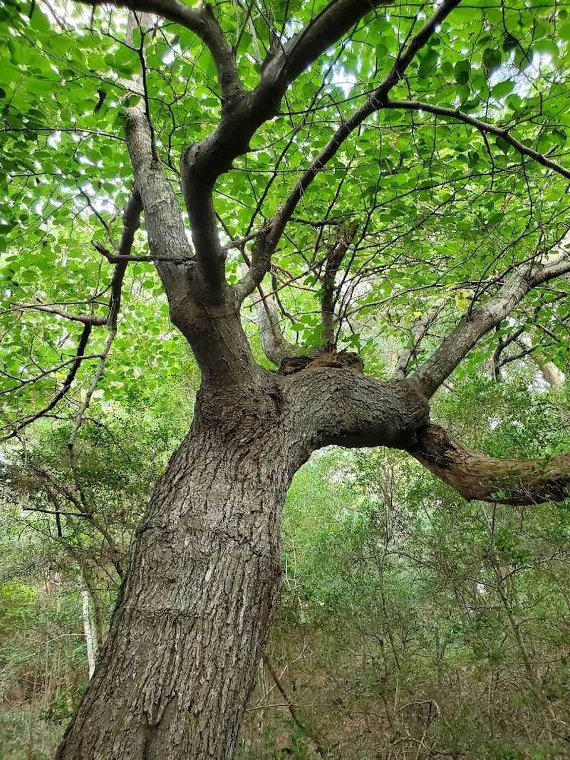 Shaded Live Oak Trails