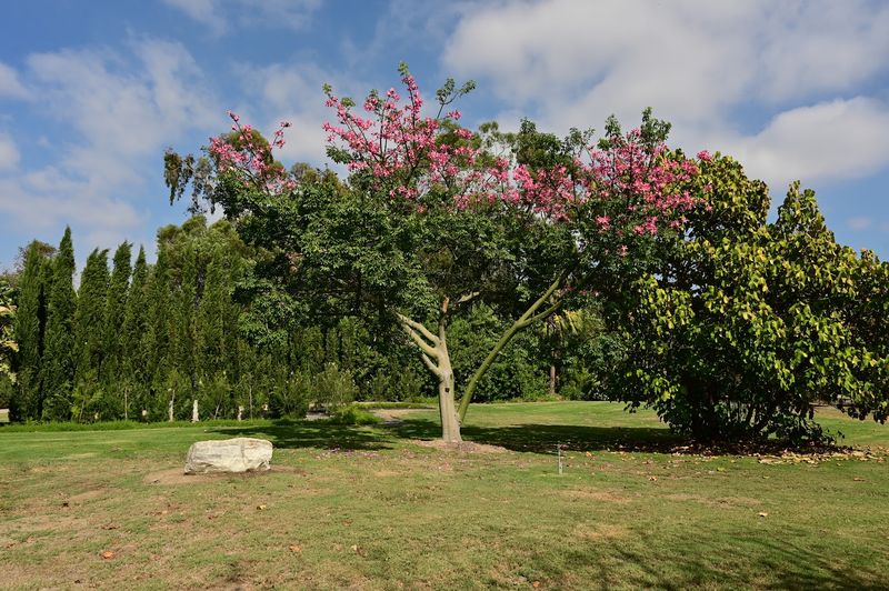 GYM: Goat Yoga And Mimosas Morning