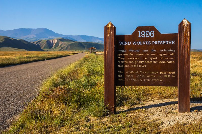 The Meaning Behind The Name Wind Wolves