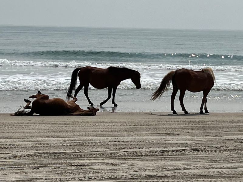 North Carolina Has Some Of The Most Exciting Spring Break Getaways And Here Is Why You Need To Go - Decor Hint Corolla Beach