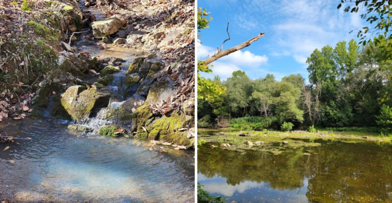 North Carolina’s Best Kept Mystery With The Ancient Pines And The Mermaid’s Secret