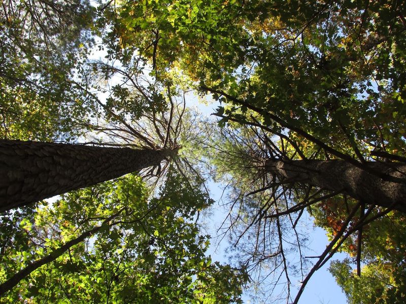North Carolina’s Best Kept Mystery With The Ancient Pines And The Mermaid’s Secret - Decor Hint The Ice Age Time Capsule