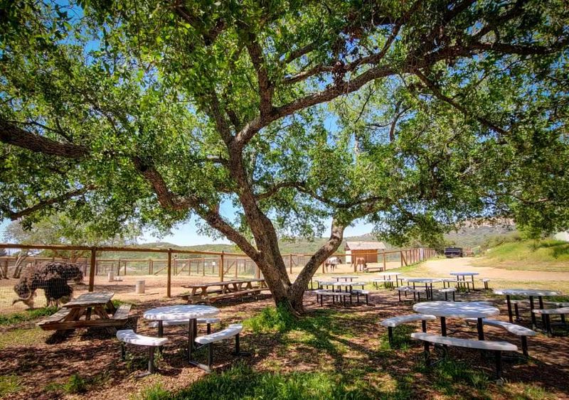 Discover This Alpine, California Petting Zoo That's Creating Big Family Memories - Decor Hint Picnic Areas, Shade Trees, And A Relaxed Pace Throughout