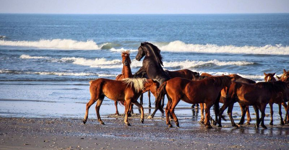 Outdoor Adventures In North Carolina Worth - Decor Hint