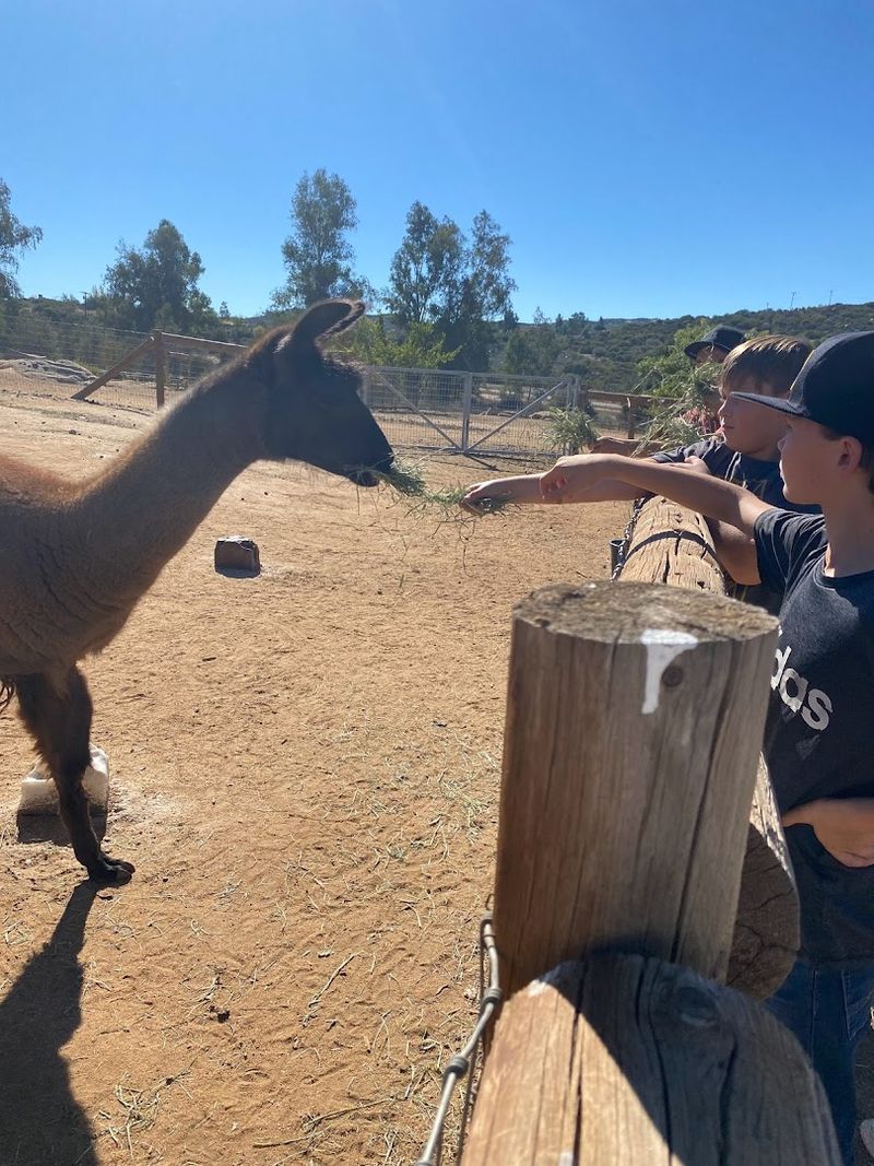 Discover This Alpine, California Petting Zoo That's Creating Big Family Memories - Decor Hint Feeding The Animals: Hay Buckets, Bird Seed, And Hands-On Fun