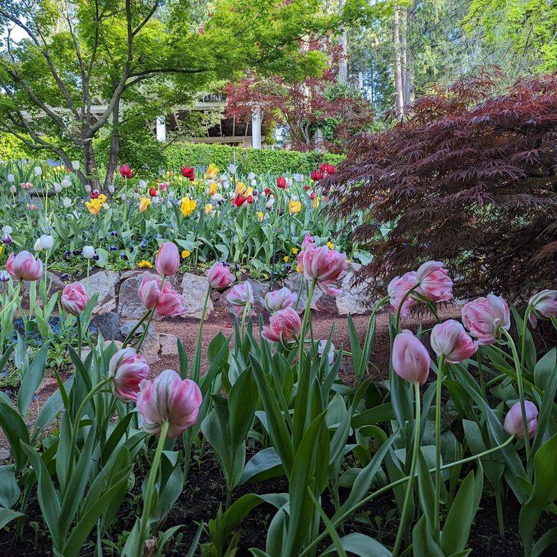 Rare And Unusual Tulip Varieties