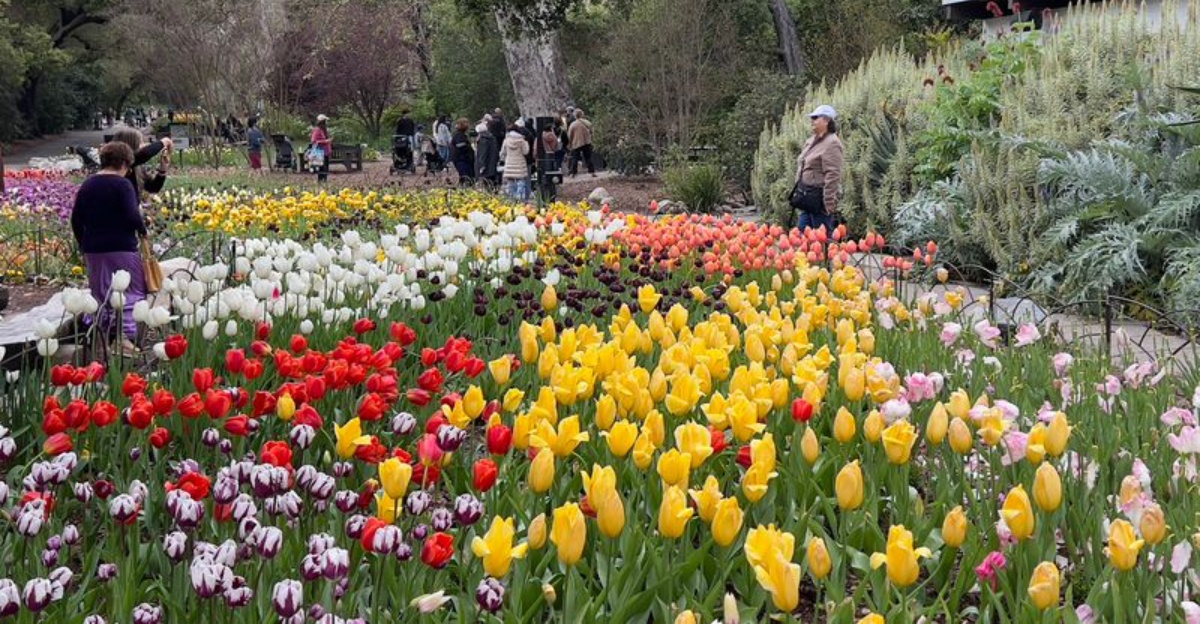 Over 35000 Tulips Hit Peak Bloom In March At This California Garden - Decor Hint