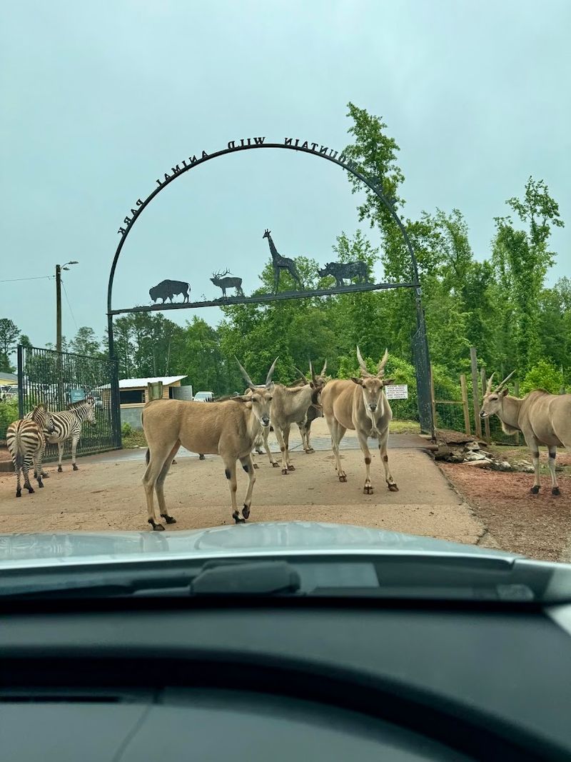 A 3.5-Mile Drive-Through Safari Adventure