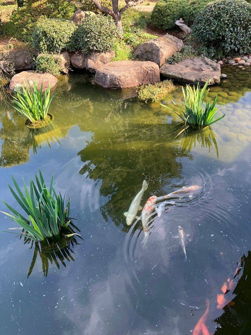 The Koi Pond That Draws Everyone In