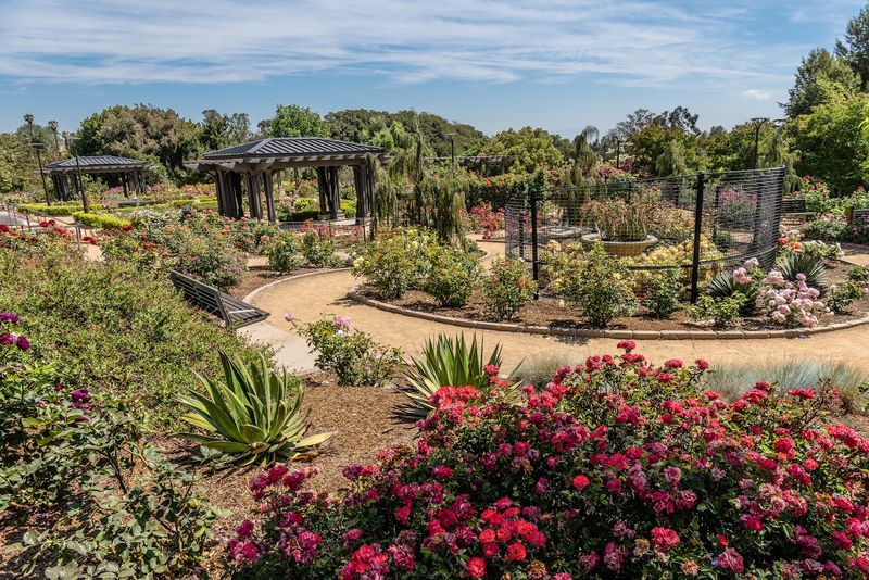 Paint And Sip: Paint The Rose Garden