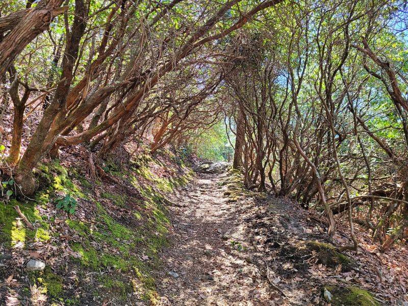 Bartram Trail to Rabun Bald