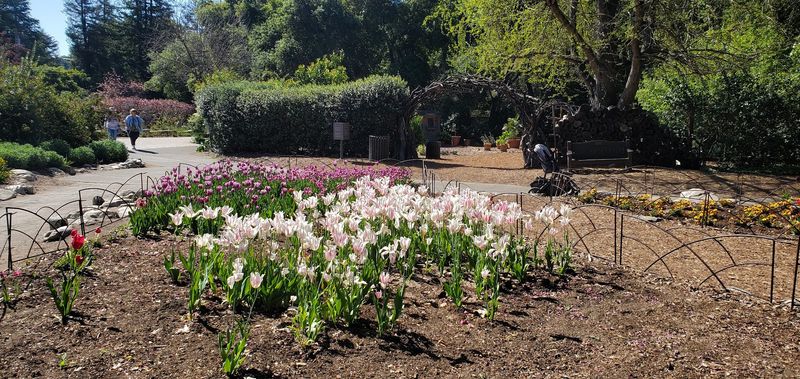 Two Standout Tulip Varieties Anchor The Display