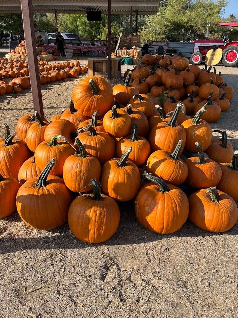 This Spring Camp Makes This California Farm The Ultimate Seasonal Destination In 2026 - Decor Hint Seasonal Event Rotations