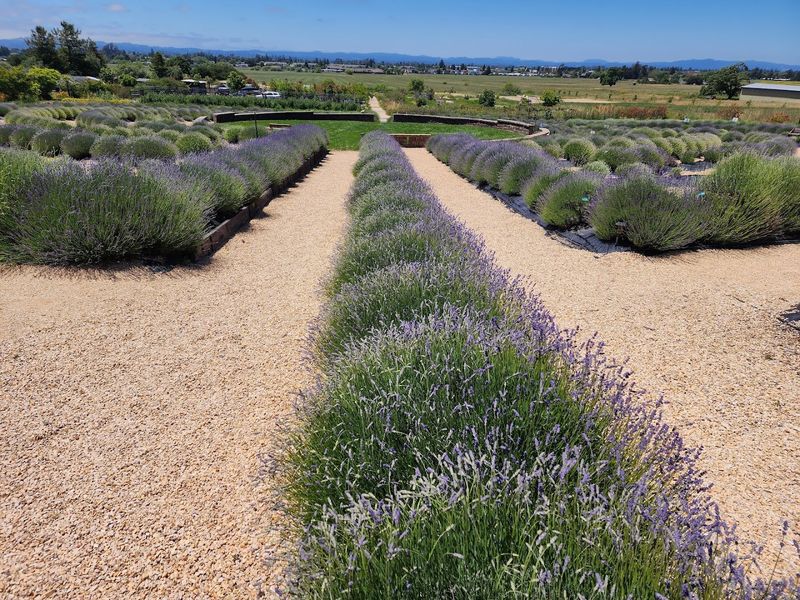 Sonoma Lavender Fields, Sonoma