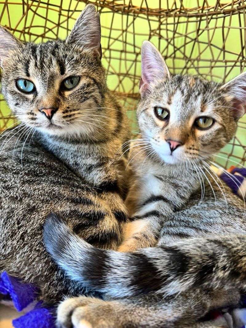 Why Is This North Carolina Café A Cat Lover's Dream - Decor Hint Why Whiskerville Belongs On Every Cat Lover's Travel List