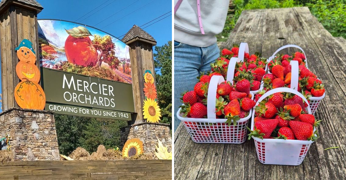 Pick Your Own Strawberries Experience Farm Life This Spring In Georgia - Decor Hint