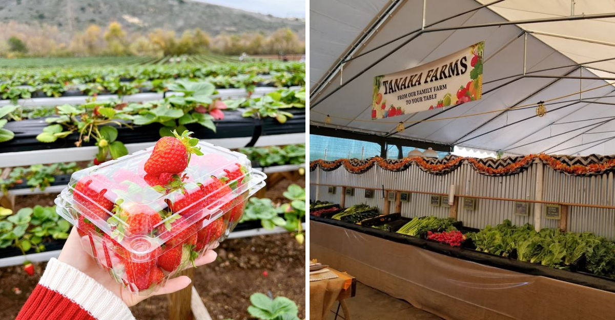 Pick Your Own Strawberries Experience Farm Life This Spring - Decor Hint
