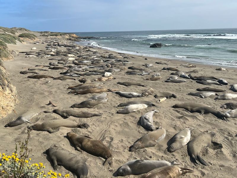 Elephant Seal Vista Point