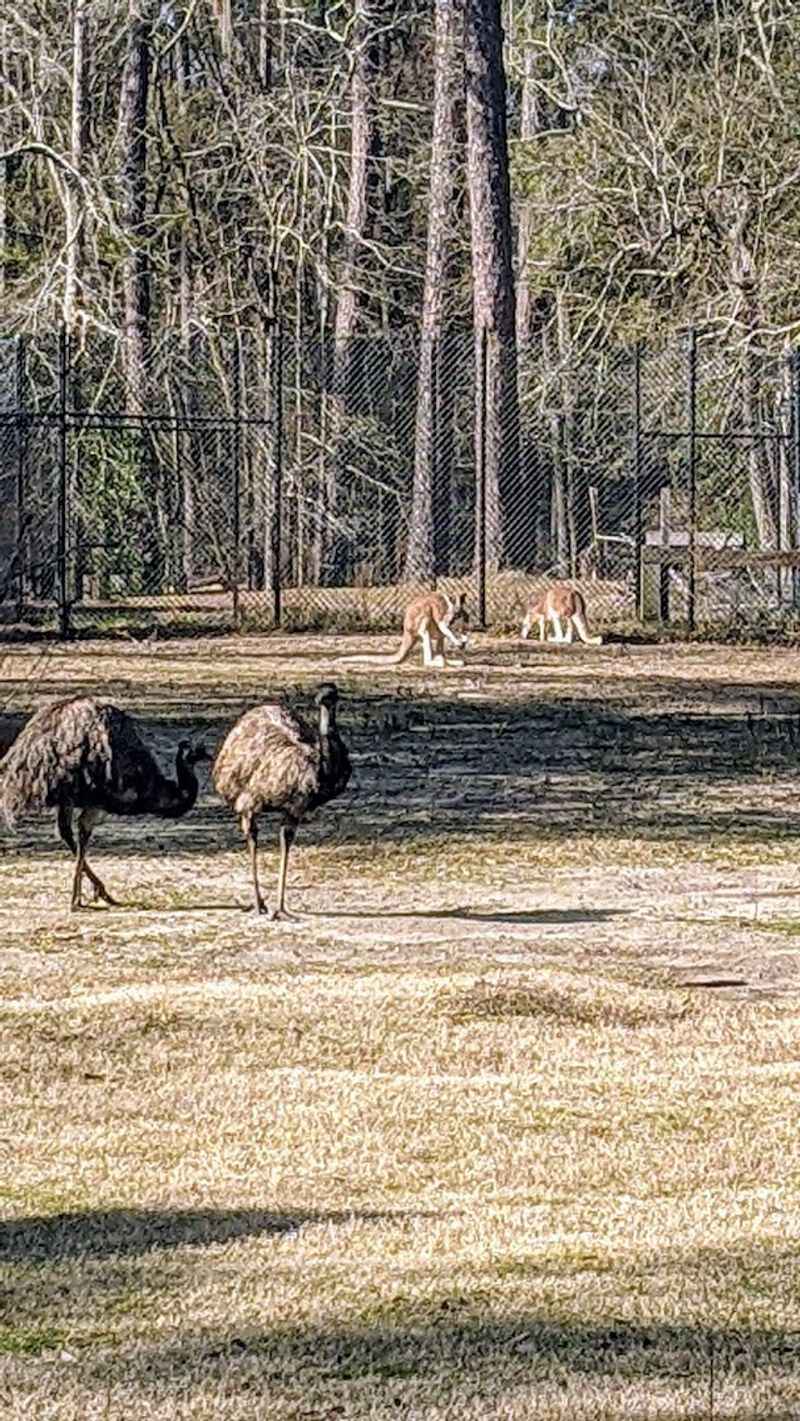 Camping Facilities Among Tall Pines
