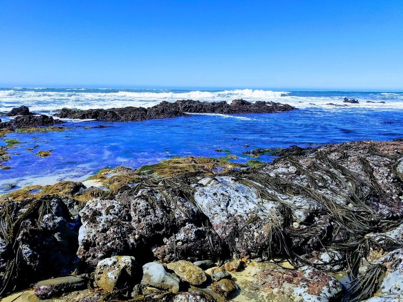 Tidepools Along The Route Reward Curious Explorers