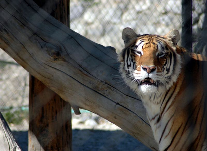 Supporting The Future Sanctuary