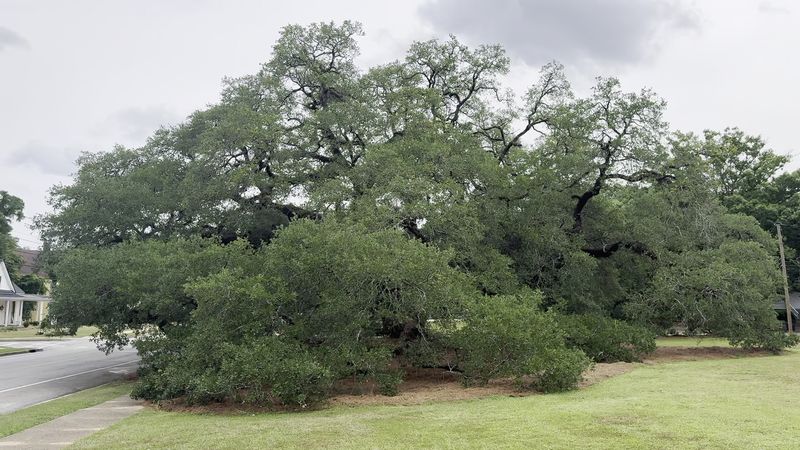This Thomasville Attraction In Georgia Has A Limb Span Wider Than A Football Field - Decor Hint Location at Crawford and Monroe Streets