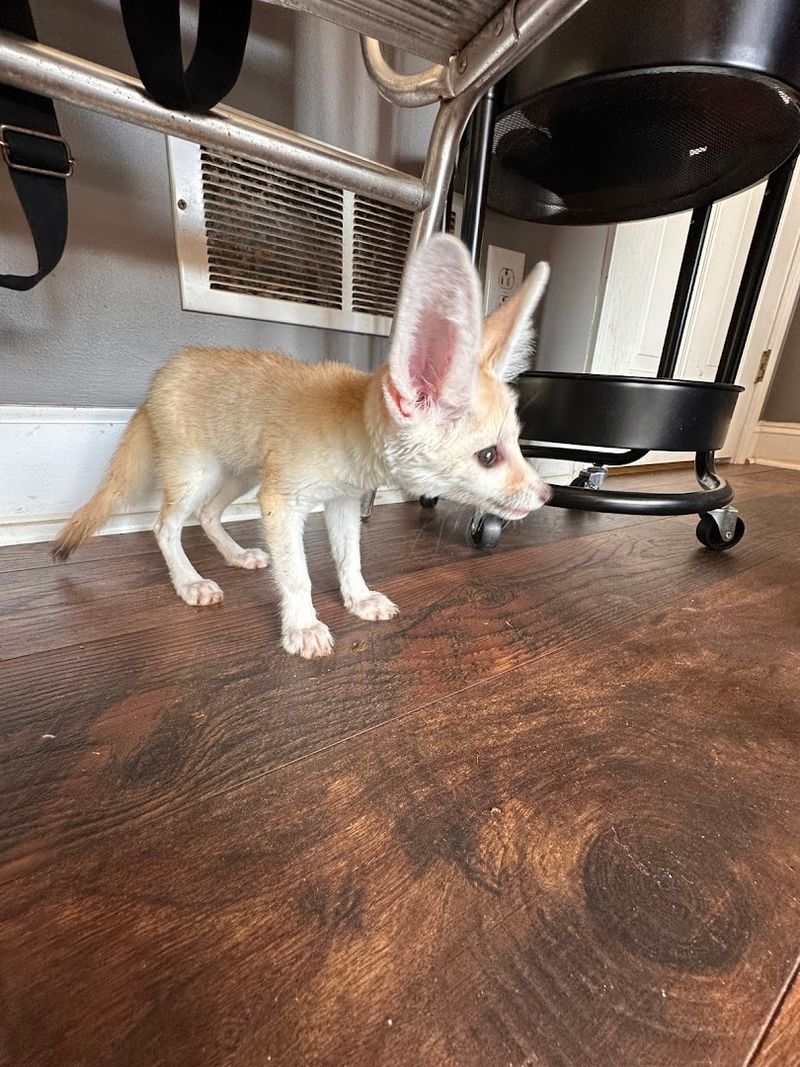 Meet Other Animals Beyond Capybaras