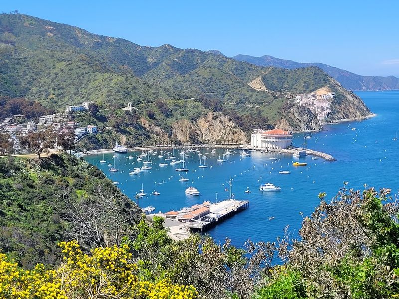 The Charming California Island Where Private Cars Are All But Banned - Decor Hint Unique Wildlife Found Nowhere Else