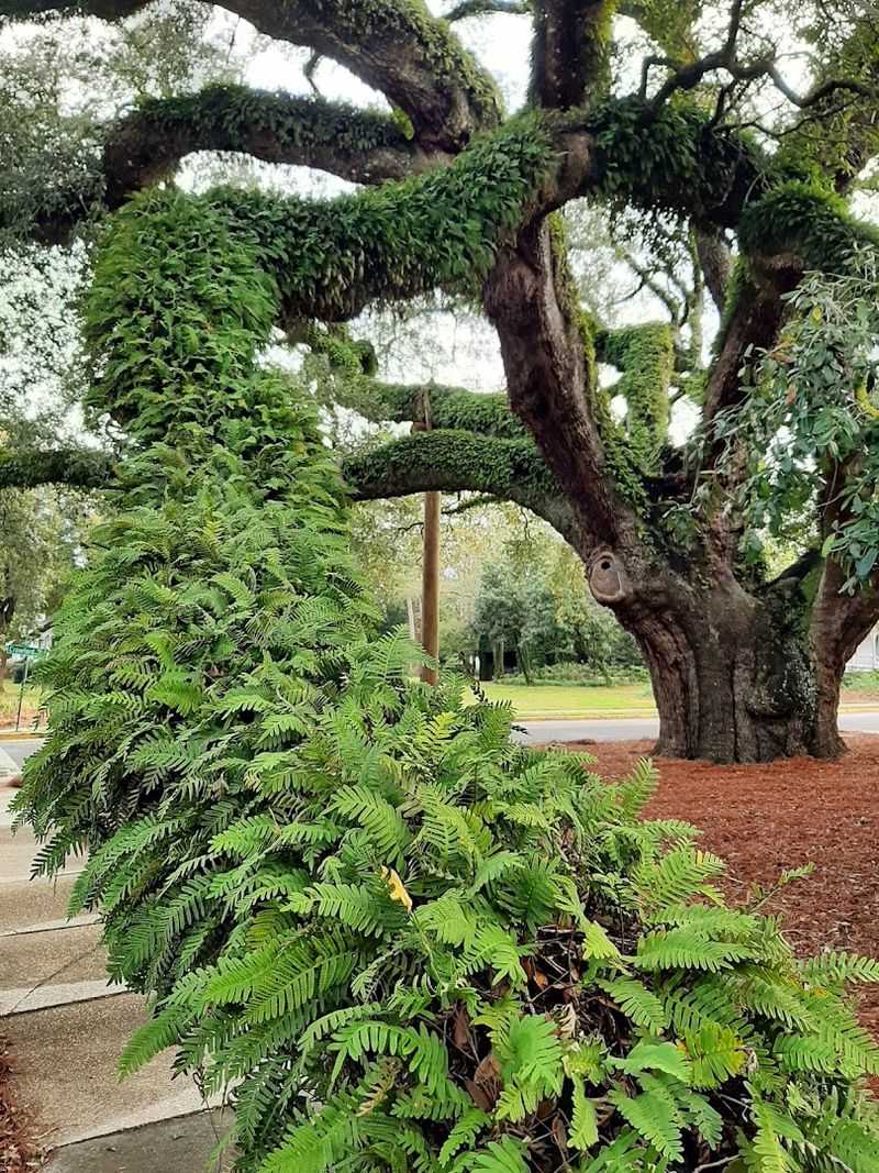This Thomasville Attraction In Georgia Has A Limb Span Wider Than A Football Field - Decor Hint Resurrection Fern Growing on the Branches