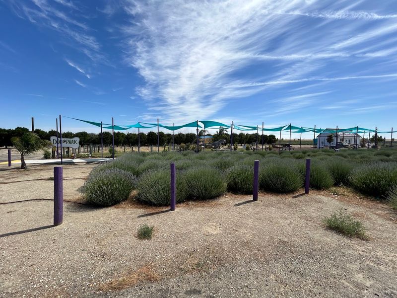 2026 Is The Year To Visit This Romantic Lavender Garden In California - Decor Hint Field Trips For Schools And Companies Are Offered