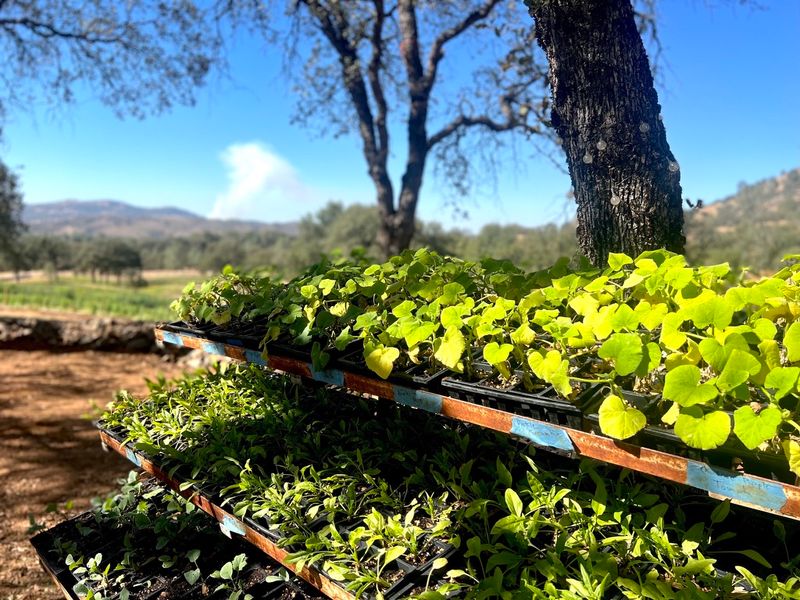 HG Local Community Program