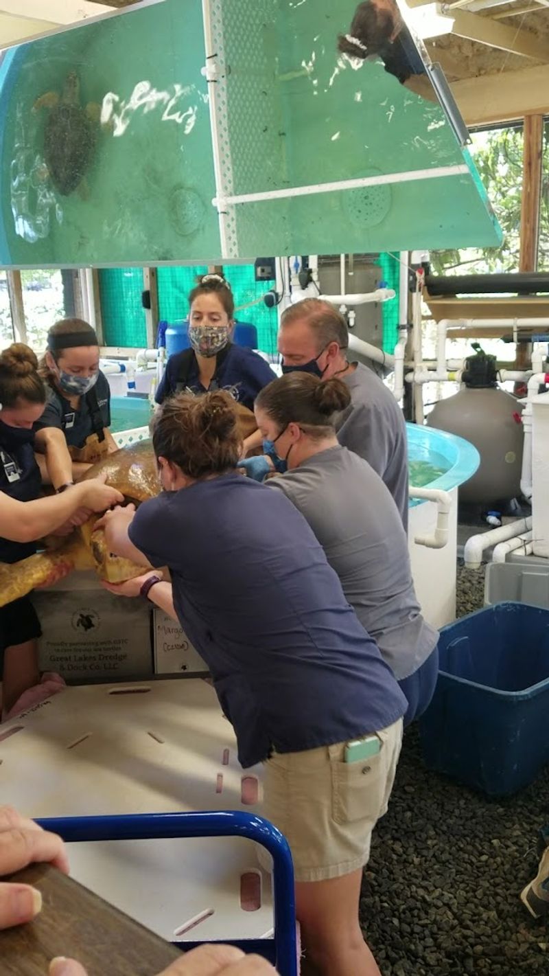 Georgia's Only Sea Turtle Hospital Lets You Step Into A World That Few Ever See - Decor Hint Treatment Room Viewing That Reveals Veterinary Care in Action
