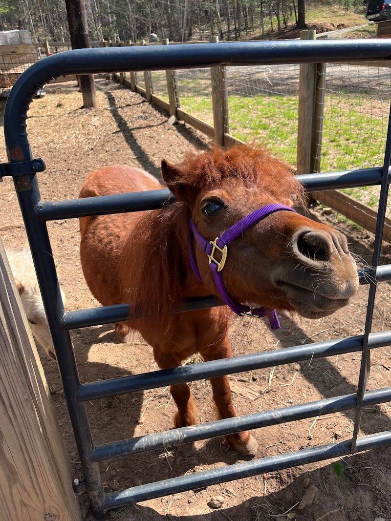 Mobile Petting Farm Services for Special Events