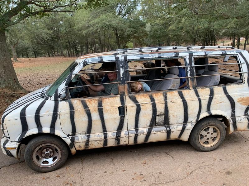 The Zebra-Striped Van Rental Experience