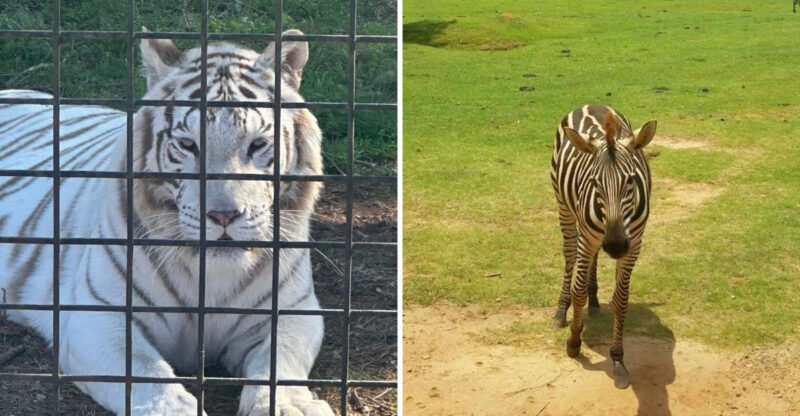 Renting A Zebra-Striped Van At This Safari Park Could Be The Best Money You’ll Spend In Georgia