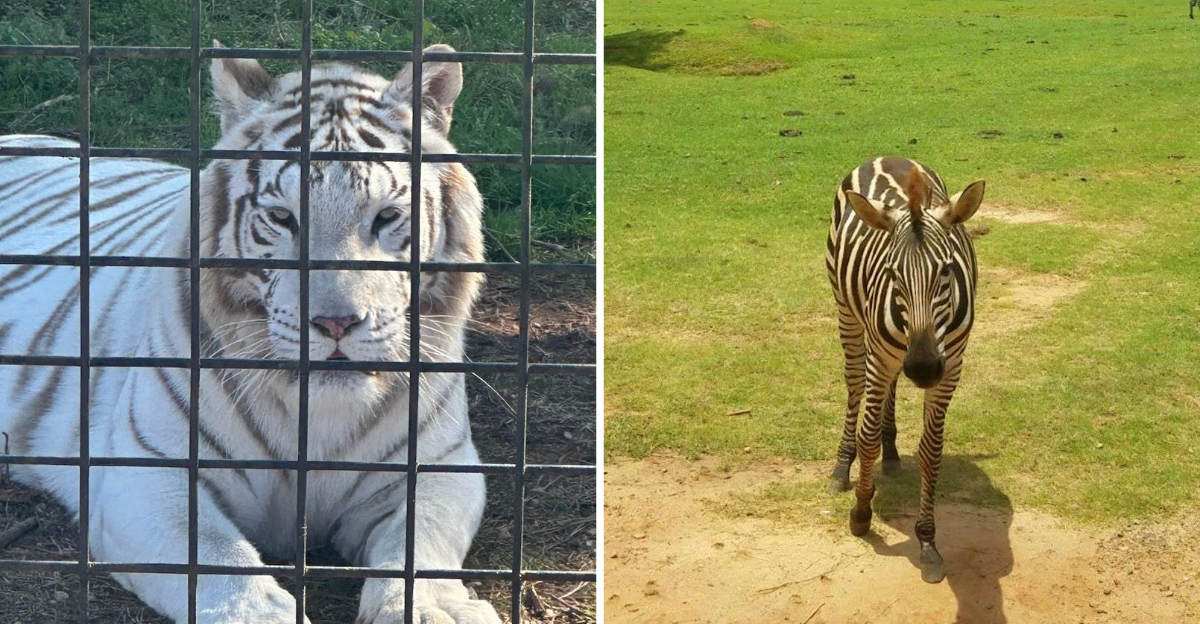 Renting A Zebra Striped Van At This Safari Park Could Be The Best Money Youll Spend In Georgia - Decor Hint